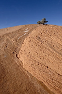 Red Sandstone Prints: Tiny juniper atop a red sandstone hill, Grand Staircase-Escalante National Monument
