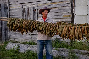 Farmer Prints: Tobacco farmer holding dried tobacco leaves, Pinar del Rio, Cuba, West Indies
