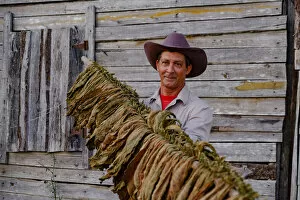 Looking Away Gallery: Tobacco farmer proudly displaying dried tobacco leaves, Pinar del Rio, Cuba, West Indies