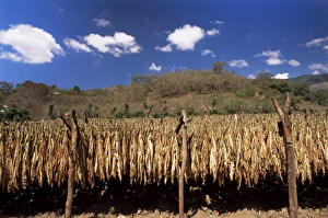 Tobacco Prints: Tobacco leaves drying