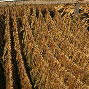 Tobacco Prints: Tobacco leaves hanging outside to dry in Greece
