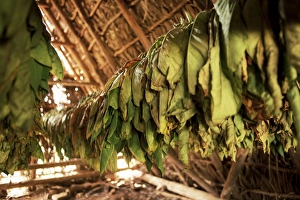 Vinales Prints: Tobacco leaves on racks in drying shed, Vinales, Cuba, West Indies, Central America
