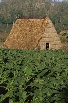 Images Dated 13th February 2008: Tobacco plantation, Cuba, West Indies, Central America