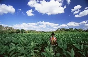 Images Dated 14th February 2008: Tobacco plantation, Cuba, West Indies, Central America