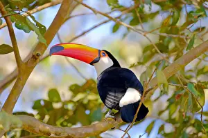 Toco Toucan (Ramphastos Toco) (Common Toucan) (Giant Toucan), Iguazu (Iguacu), Parana