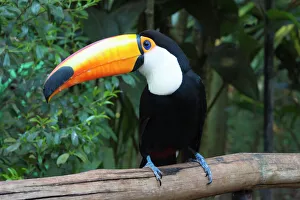 Beak Prints: Toco Toucan (Ramphastos toco), Pantanal, Mato Grosso, Brazil, South America