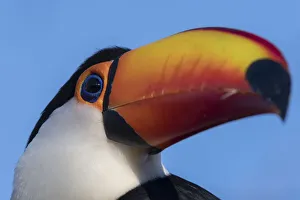 Toco toucan (Ramphastos toco), Pantanal, Mato Grosso do Sul, Brazil, South America