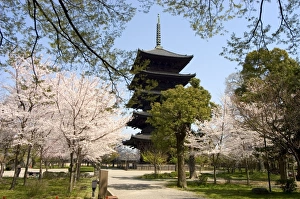 Cherry Prints: Toji pagoda