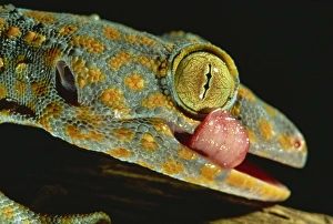 Profiles Prints: Tokay gecko using tongue to clean eye, Southeast Asia, Asia