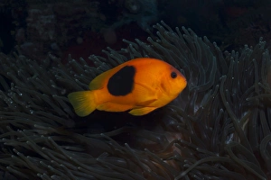 Fishes Prints: Tomato Anemonefish (Amphiprion ephippium)