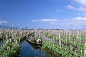 Vege Table Prints: Tomato floating fields, Inle Lake, Shan State, Myanmar (Burma), Asia