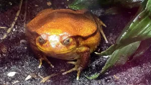 Awareness Prints: Tomato Frog, Tampa Zoo, United States of America