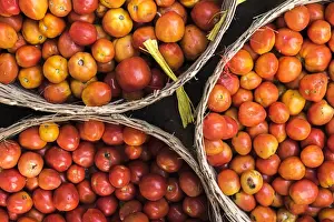 Kayin State Prints: Tomatoes at Hpa An Morning Market, Kayin State (Karen State), Myanmar (Burma), Asia