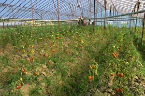 Tomatoes in large commercial greenhouse, near Kursunlu, near Antalya, Anatolia Tomatoes in large commercial greenhouse, near Kursunlu, near Antalya, Anatolia