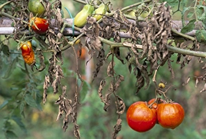Mature Prints: Tomatoes, Tuscany