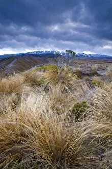 Images Dated 9th November 2008: Tongariro National Park, UNESCO World Heritage Site, North Island, New Zealand, Pacific