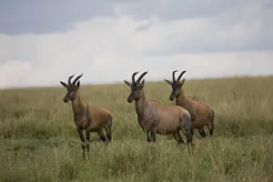 Horned Prints: Topi (Damaliscus korrigum), Masai Mara National Reserve, Kenya, East Africa, Africa