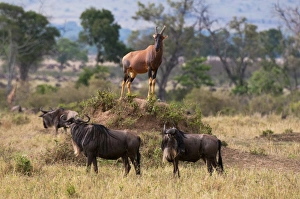 In The Wild Prints: Topi (Damaliscus lunatus), Masai Mara, Kenya, East Africa, Africa