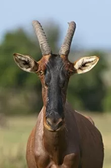 Images Dated 6th October 2009: Topi (Damaliscus lunatus), Masai Mara, Kenya, East Africa, Africa