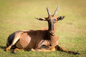 Lying On Front Prints: Topi, Masai Mara, Kenya, East Africa, Africa