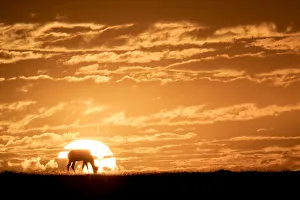 Maasai Mara Prints: Topi at sunrise, Msai Mara, Kenya, East Africa, Africa