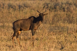 Wildlife Reserve Prints: Topi, Tsessebe