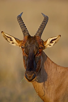 Images Dated 6th October 2007: Topi (Tsessebe) (Damaliscus lunatus), Masai Mara National Reserve, Kenya
