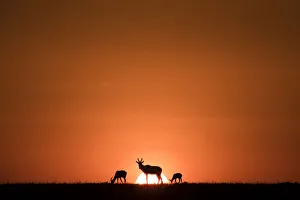 Maasai Mara Prints: Topis, medium-sized antelopes, in front of the rising sun, Msai Mara, Kenya, East