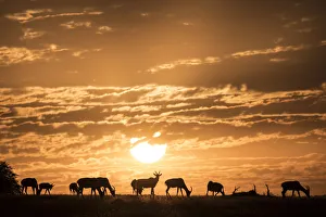 Topis at sunrise, Msai Mara, Kenya, East Africa, Africa