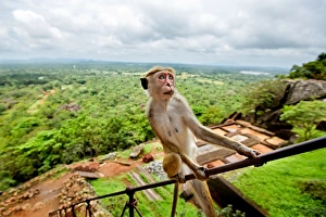 Toque Macaque (Macaca sinica), Rilewa, Sigiriya Rock, Dambulla, Sri Lanka, Asia