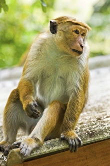 Toque macaque monkey, named for its hair, endangered, Royal Botanic Gardens