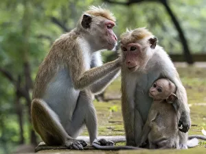 Polonnaruwa Prints: Toque macaques (Macaca sinica) grooming each other, Polonnaruwa, Sri Lanka, Asia