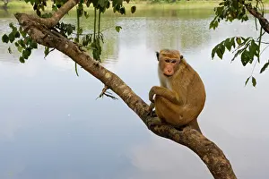 Strength Prints: Toque Monkey (Macaca sinica) perched on a branch in front of a lake, Sri Lanka