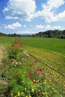 Toraja Prints: Toraja border area