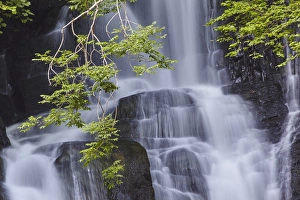 Torc Waterfall, Killarney National Park, near Killarney, County Kerry, Munster, Republic of Ireland