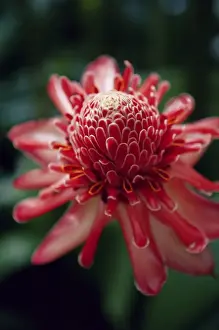 Botanical Garden Prints: Torch ginger flower, Balata Botanical Gardens near Fort de France, Martinique