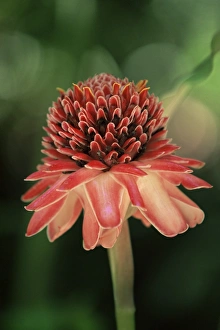 Saint Lucia Prints: Torch ginger flower, St