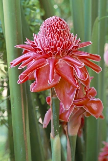 Green Background Prints: Torch ginger (Nicolaia elatior), a tropical plant