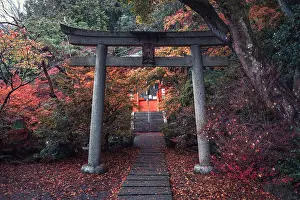 Autumnal Prints: A torii gate in Bishamon-do Buddhist temple with autumn colors, Kyoto, Honshu, Japan, Asia