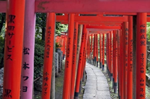 Images Dated 31st October 2006: Torii at the Nezu-jinja Shrine, Tokyo, Japan, Asia