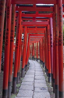 Images Dated 31st October 2006: Torii at the Nezu-jinja Shrine, Tokyo, Japan, Asia