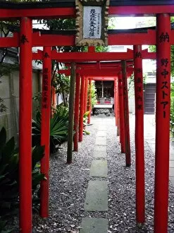 Japanese Gallery: Torii shrine gates, Kyoto, Japan, Asia