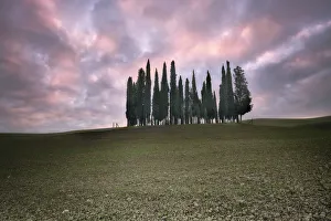 Val Dorcia Prints: Torrenieri cypresses in Val d Orcia with a pink sunrise, Val d Orcia