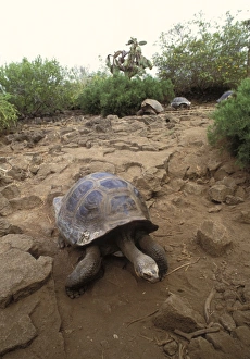 Images Dated 13th June 2008: Tortoise, Galapagos Islands, Ecuador, South America