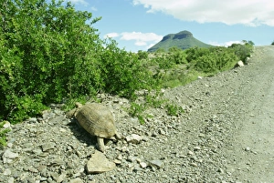Reptile Prints: Tortoise near the Karoo town of Graaff-Reinet