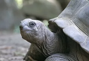 Animal Head Collection: Tortoise, south coast