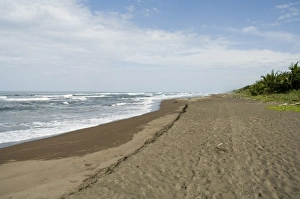 Costa Rican Prints: Tortuguero Beach, Caribbean Coast, Tortuguero National Park, Costa Rica, Central America