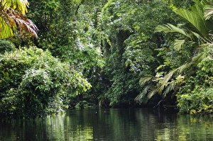Costa Rica Gallery: Tortuguero National Park, Costa Rica