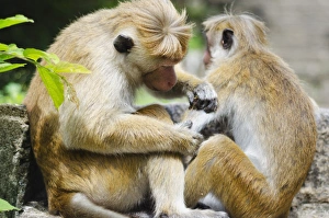 Macaque Prints: Tote macaque monkeys grooming at Dambulla, North Central Province, Sri Lanka, Asia