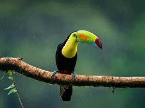 Costa Rica Gallery: Toucan of rainforest, fantastic bird under heavy rain, Costa Rica, Central America